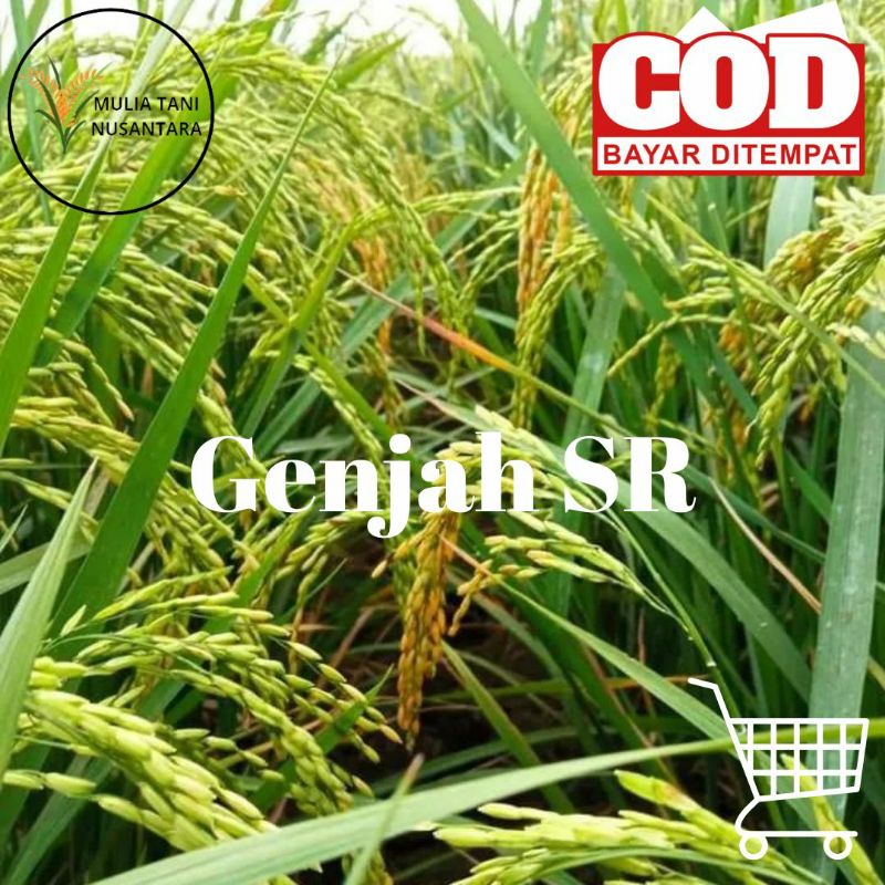 Benih Padi Unggul SR Kemasan 5 Kg