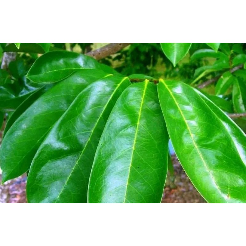 

daun sirsak segar 100 lembar daun sirsak herbal