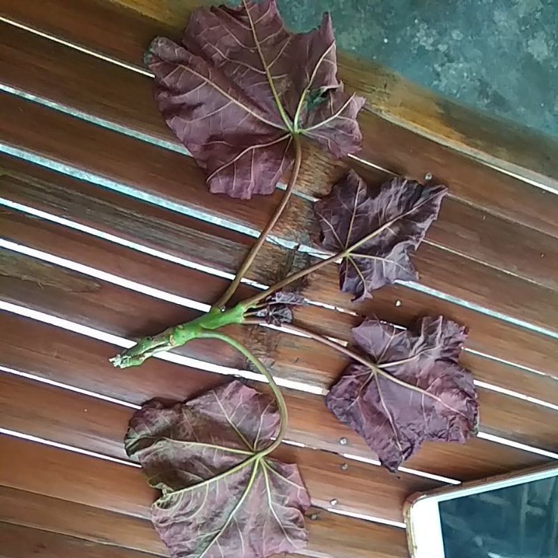 jarak pagar wulung asli daun lebar Tdk pecah