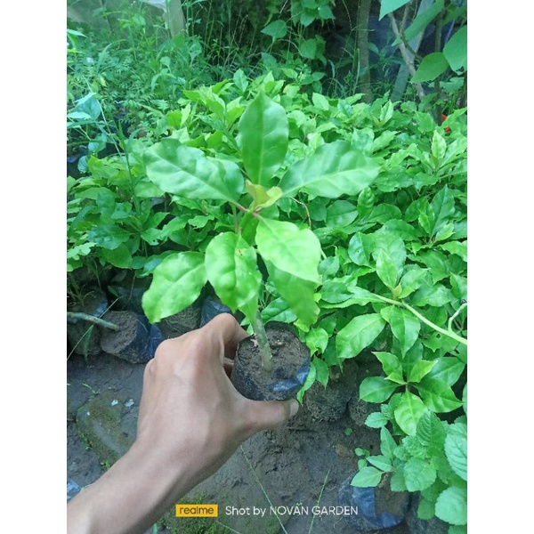 tanaman herbal tujuh duri/seribu duri tanaman herbal 7 duri