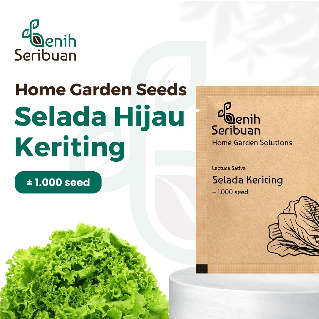 Benih Seribuan - Bibit Sayuran Selada Hijau Unggul Premium