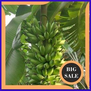 

Bibit Pisang Kepok Kuning-Nangka-Cavendish-Lampung-Ambon-Raja Sereh suku cadang 54PR23