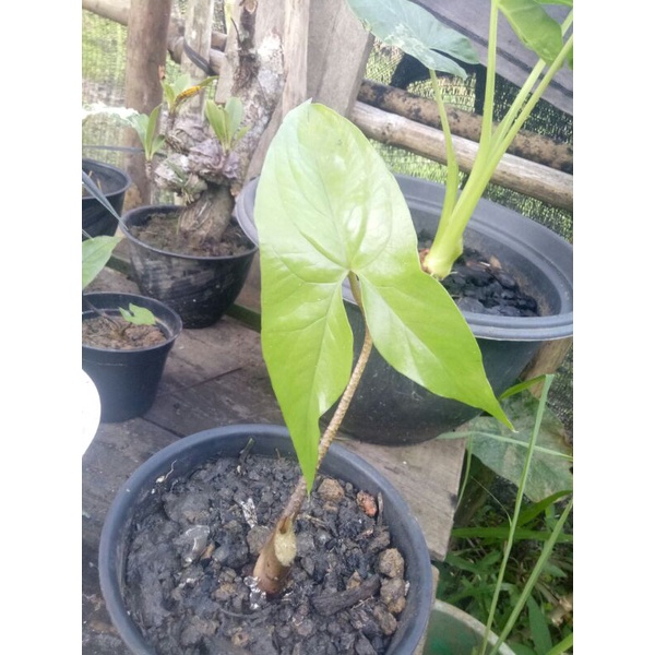 alokasia black jack rawatan