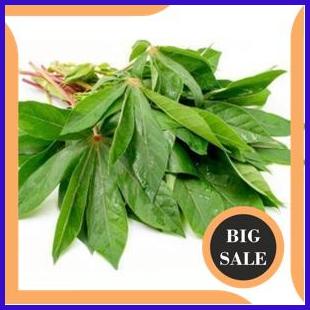 

Sayur Daun Singkong Organik 500 gram 1/2Kg onderdil 54PR23