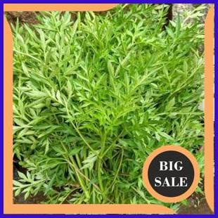 

Sayur Kenikir Organik 250g perkakas 54PR23