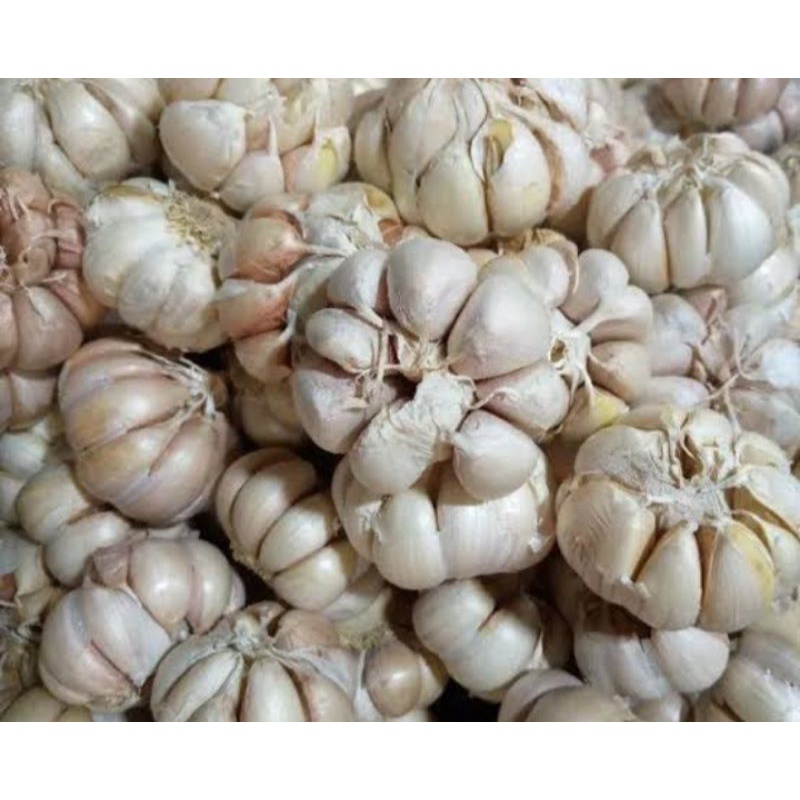 

bawang putih biasa super premium murah jaminan segarr 10g