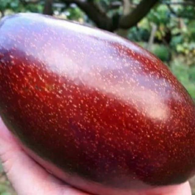 Bibit Tanaman Alpukat Mentega Merah Unggul Terlaris TERLARIS