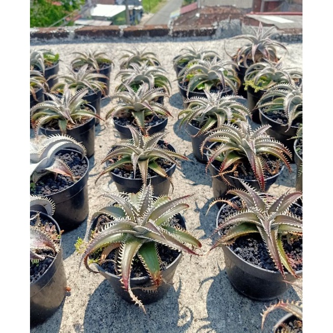 dyckia tarzan & marnier