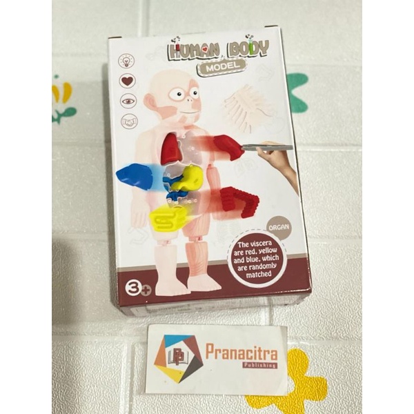 Mainan edukasi Human Body Anatomy