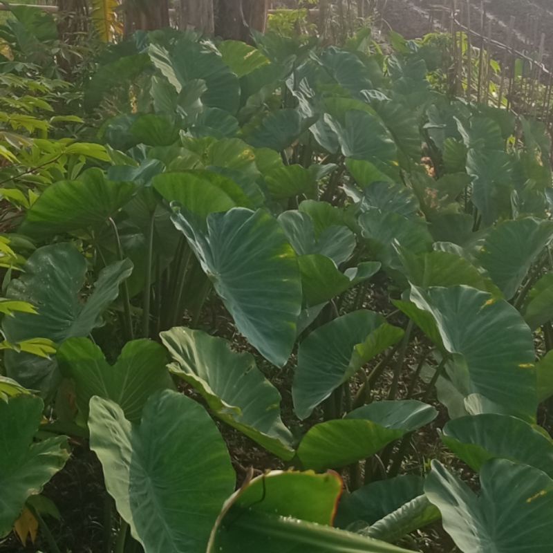 Bibit Talas Bentul Talas Bentoel