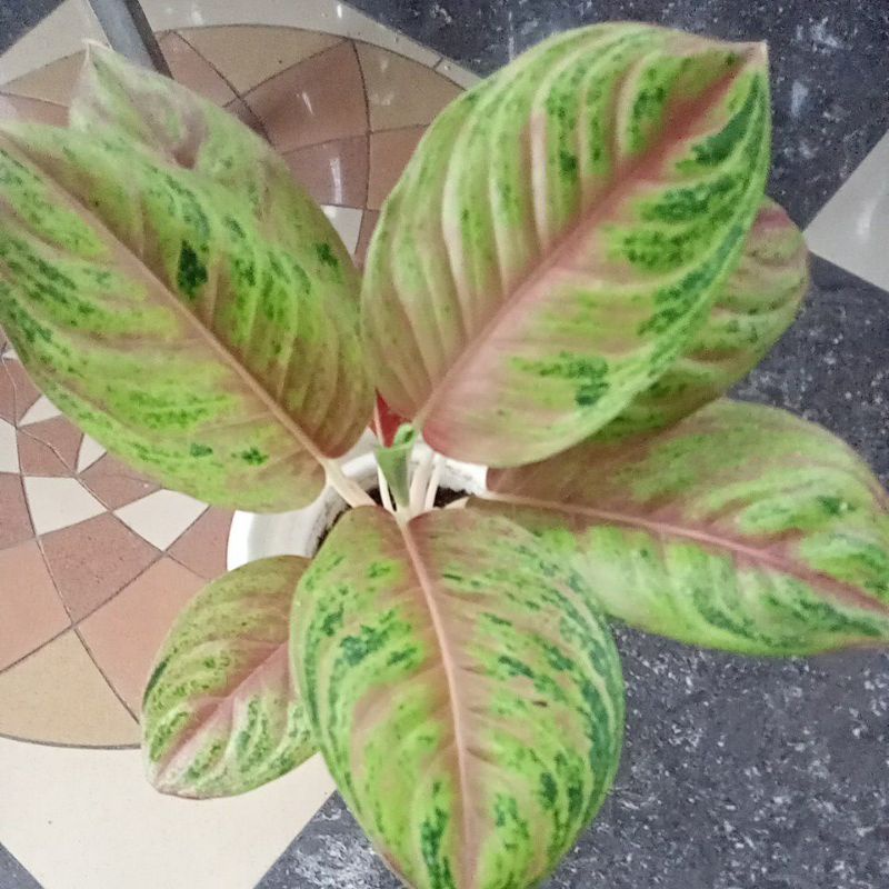 aglonema pixy warna mutasi