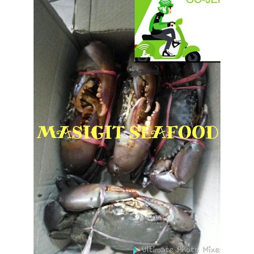 

Promo KEPITING FRESH / HIDUP ISI 2 EKOR / 500 Gram UP