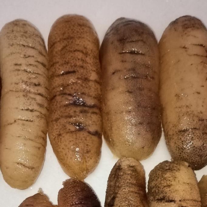 

Promo haisom hoisem teripang Belitung 500gr