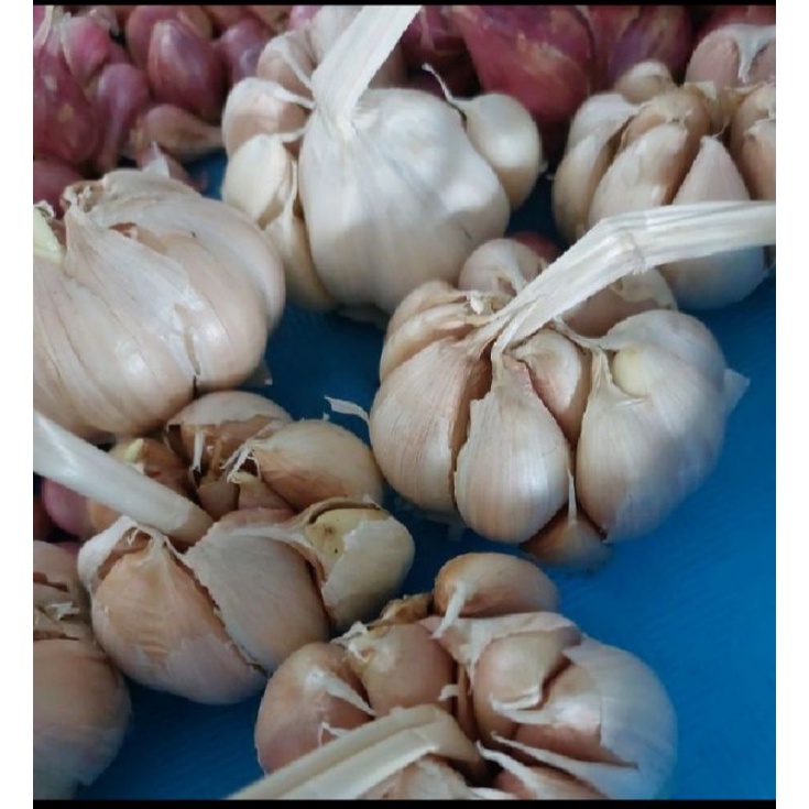 

BAWANG PUTIH ORI BERSIH/TIDAK KERIPUT 250GR
