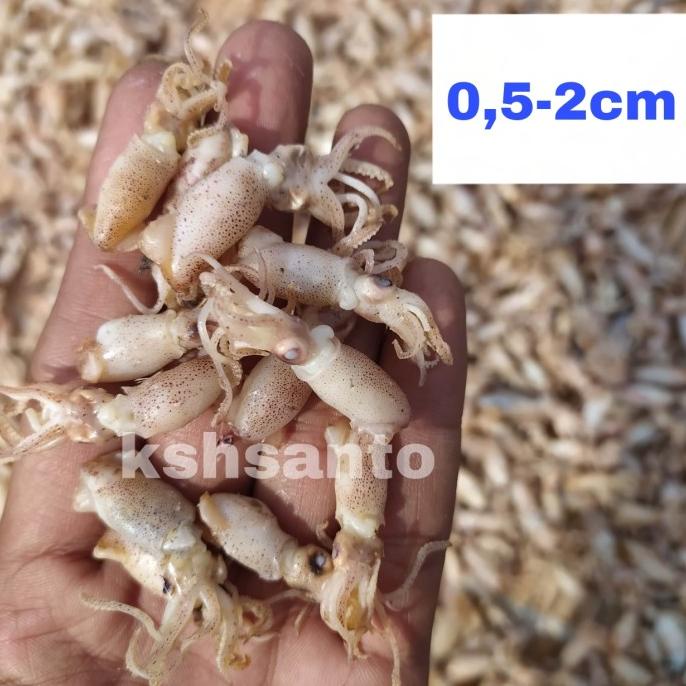 

Promo ikan asin cumi bebby imut netto-1kg