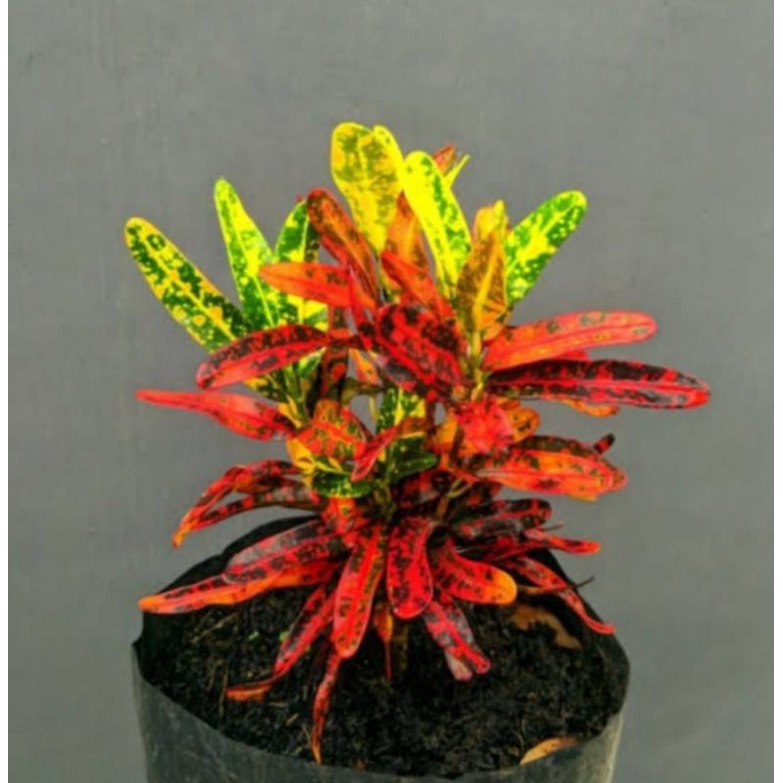 tanaman hias pohon puring cabe