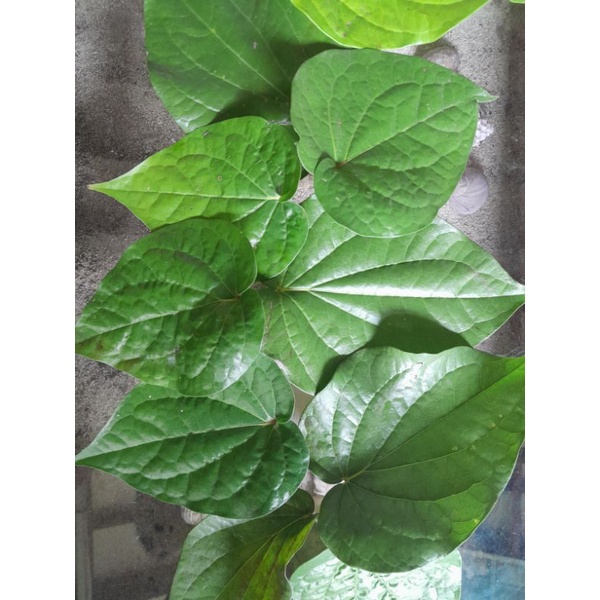 

Daun Sirih Segar organik