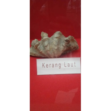 cangkang kerang kuno besar