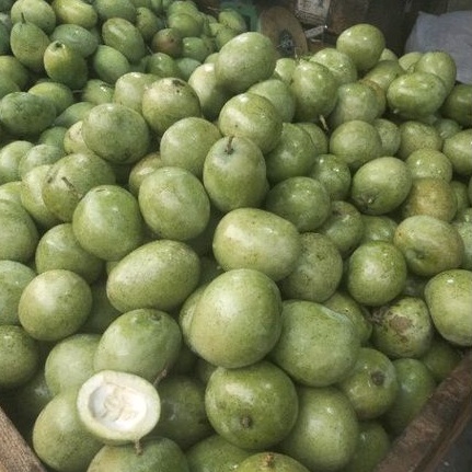 

mangga muda mangga telor paket murah per 5 kg