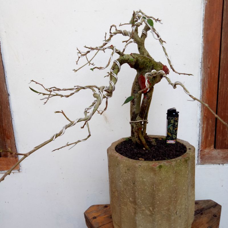 Bahan bonsai ampelas putih sesuai gambar
