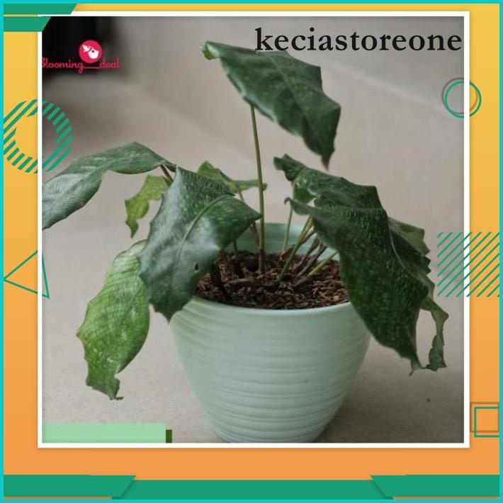 CALISTA POT BUNGA OENTOENG 24CM / POT TANAMAN PLASTIK TAWON 24CM TERBARU