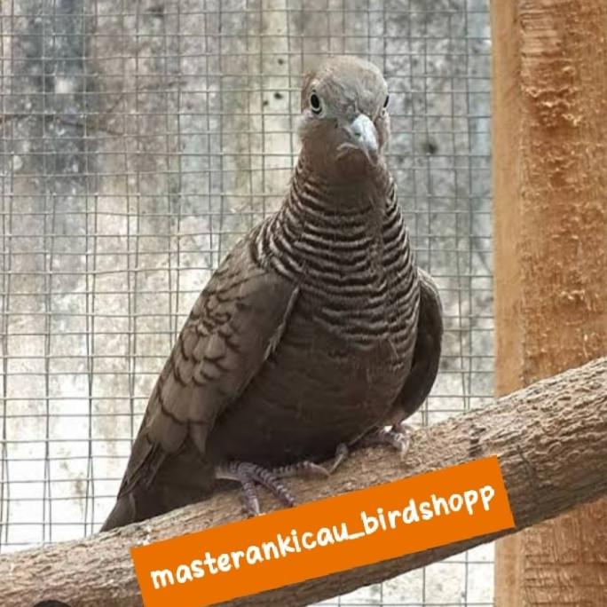 burung perkutut cemani ORI bunyi Hokky jantan tulen dewasa aman