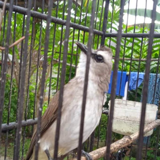 Burung Trucukan Sudah Gacor