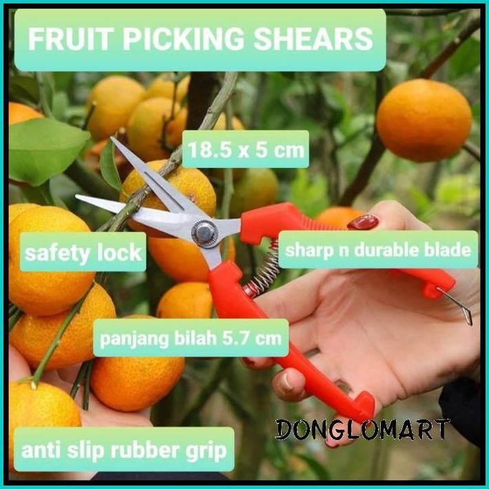 

GUNTING BONSAI DAUN BUNGA BUAH 18.5 CM MEDIUM SIZE FRUIT PICKING SHEAR TERBARU