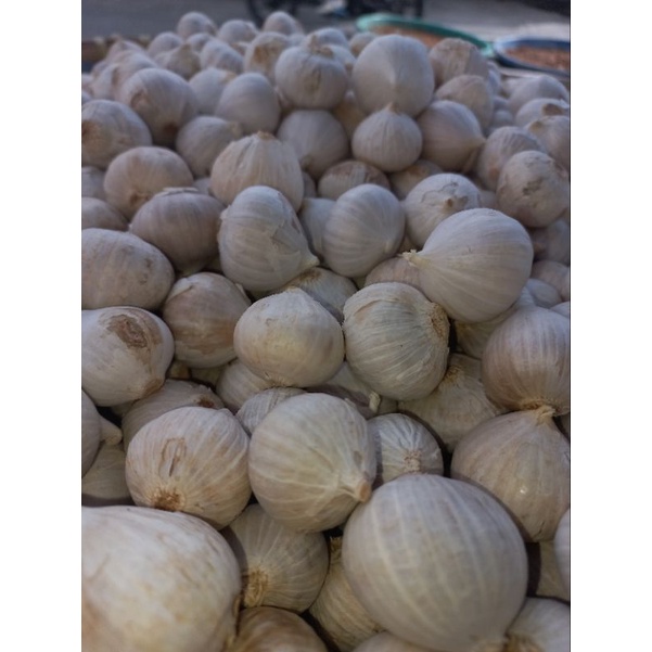 

bawang putih tunggal