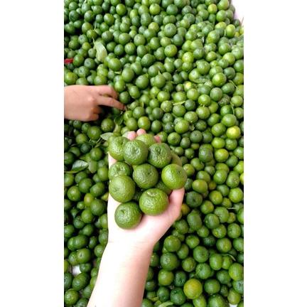 

VAB jeruk limau jeruk limo sambal bakso aci 1kg petik pagi Model #Terbaru ▽