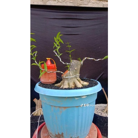 Bahan anting putri super jumbo bogelan tanaman hias