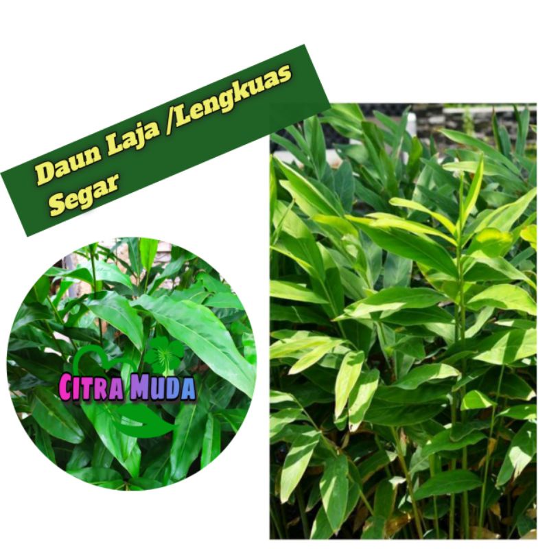 

Daun Lengkuas laja super segar /500gram