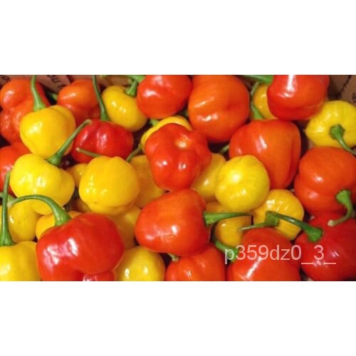 

มธ์TN-็ลด ั นDi25,Merica BenihBONNET50SCOTCHTumbuh OrganikุPencampuran Ringanเพ RORA