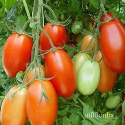 

-มุลOrganik-ธพBibit Pusaka Tomatด50Tanamน์Rio Grandeัเ็--Granul-Non-transgene PABU