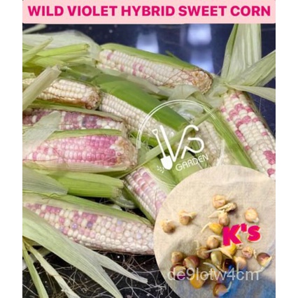 

PBenih-BนHธ N 90%Ắ(ัỒNGLiarเẾมล็BiolaุดCampuran Beberapa Potong์Asam Jawa Manis)TerminasiVNP20พ ||