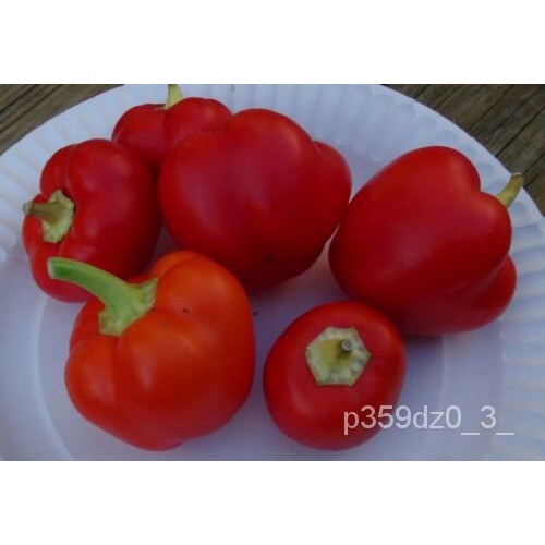 

ด์Non-transgenePaprikaOrganik Merica็มุBenihเธPertumbuhanลGranulพ25ันDi AtasAlma RCPB