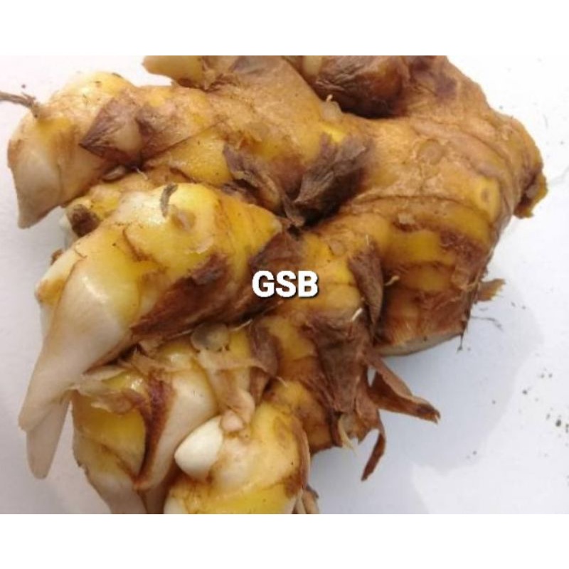 Rimpang bangle umbi bangle segar 500 gram