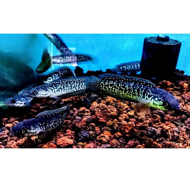 ↢ CHANNA ASIATICA WS GONDRONG 8-10'CM MUTIARA MELIMPAH SIAP KIRIM 77J