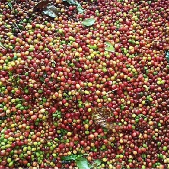 

Buah kopi segar 1kg (arabika)