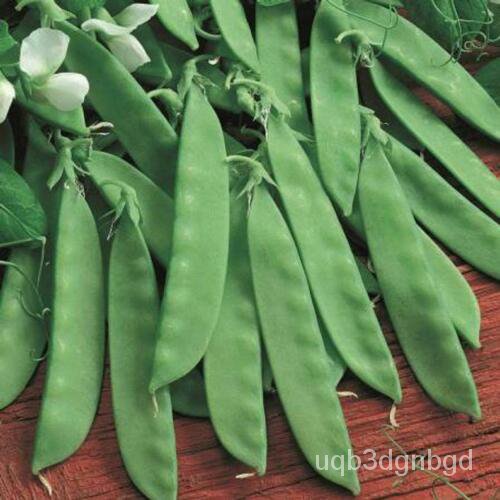 

!II25Oregon! Pod Tumbuh Manisล์Kacang Polong พDi Amerika! Sugar!ุดัเธLezat- Renyahม็น NKAD