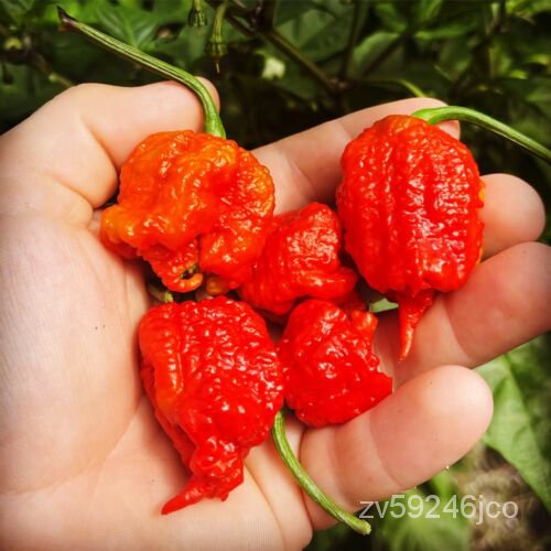 

+Termasuk10 ุ Gratis Benihพลเ 。ัธดBenih Carolina็Tahun ์มนSegarReaper2022Seeds AWYX