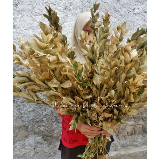 Daun Ruskus Kering Asli Hiasan Buket Bunga Rangkaian Bunga Dekorasi Mahar Seserahan Hantaran