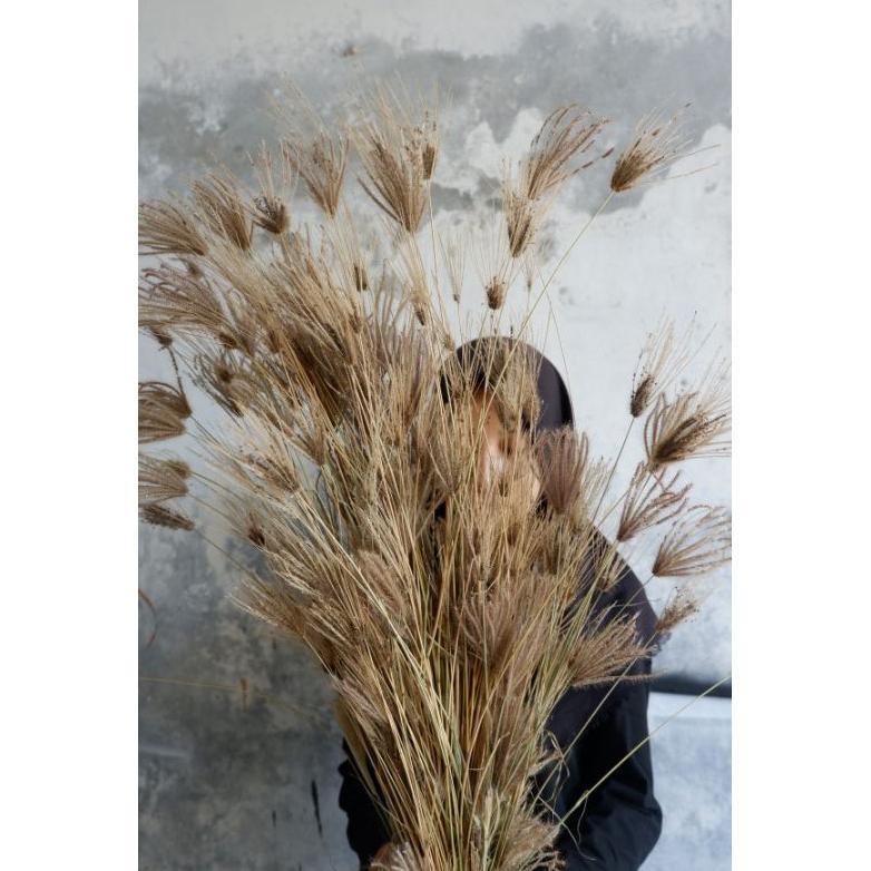 Ilalang Ceker Ayam Dried Buket Bunga Kering Dekorasi Engagement Mahar Craft