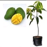 Bibit Mangga Indramayu asli