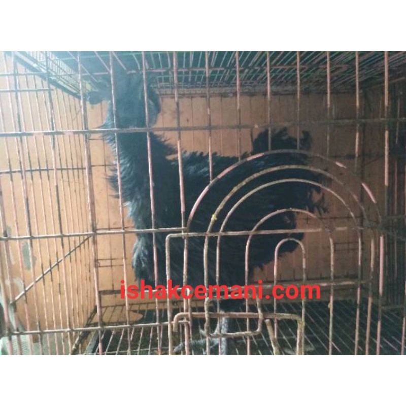 Obral Ayam Cemani Walik Jantan Dewasa Gratis Betina  Wajib Baca Diskripsi