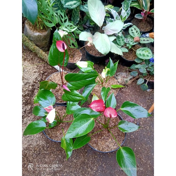 anthurium bunga mini