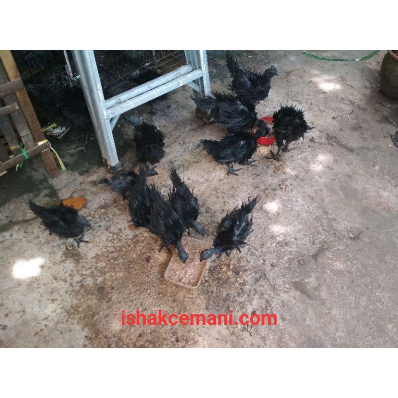 Ayam Cemani Walik Usia 3 Bulan  Baca Diskripsi