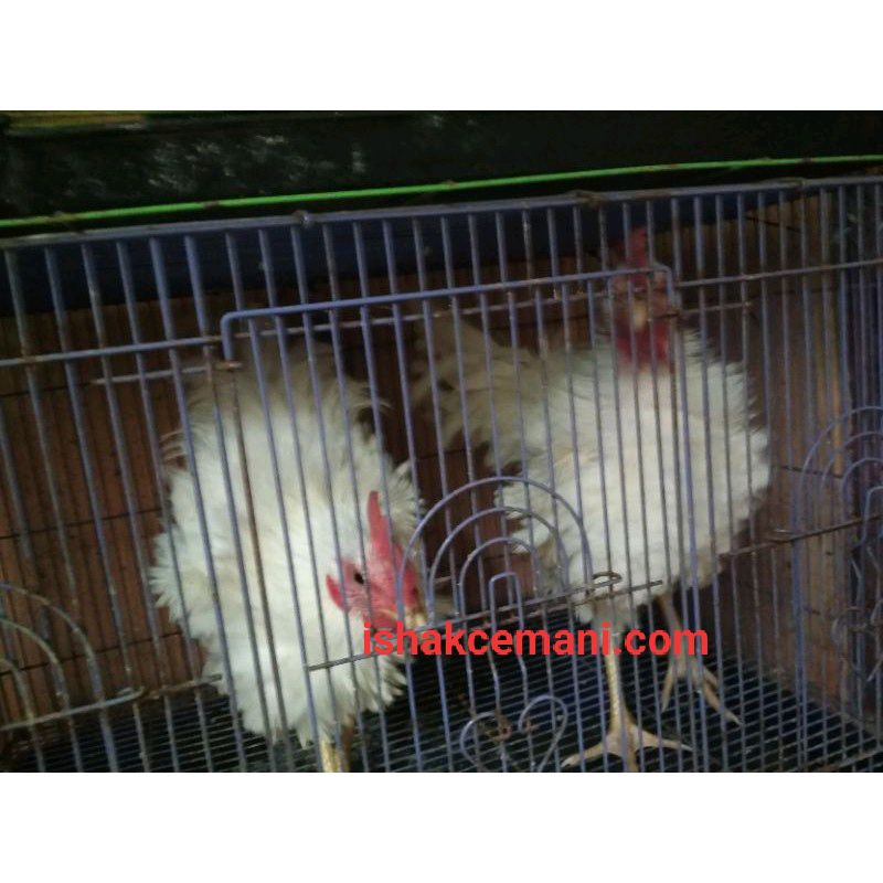 Ayam Walik Putih Jantan  Baca Diskripsi