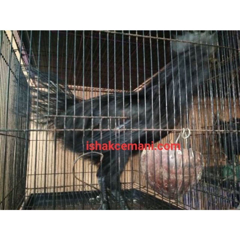 Ayam Cemani Rajeki Sodomoro/Rajeg Wesi Satu Jantan Dua Betina  Wajib Baca Diskripsi