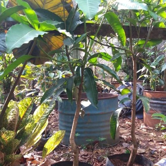 MEDIA TANAM BIBIT POHON BUAH MANGGA HARUM MANIS//POT EBONI 50CM//MEDIA TANAM EL09I09A82L